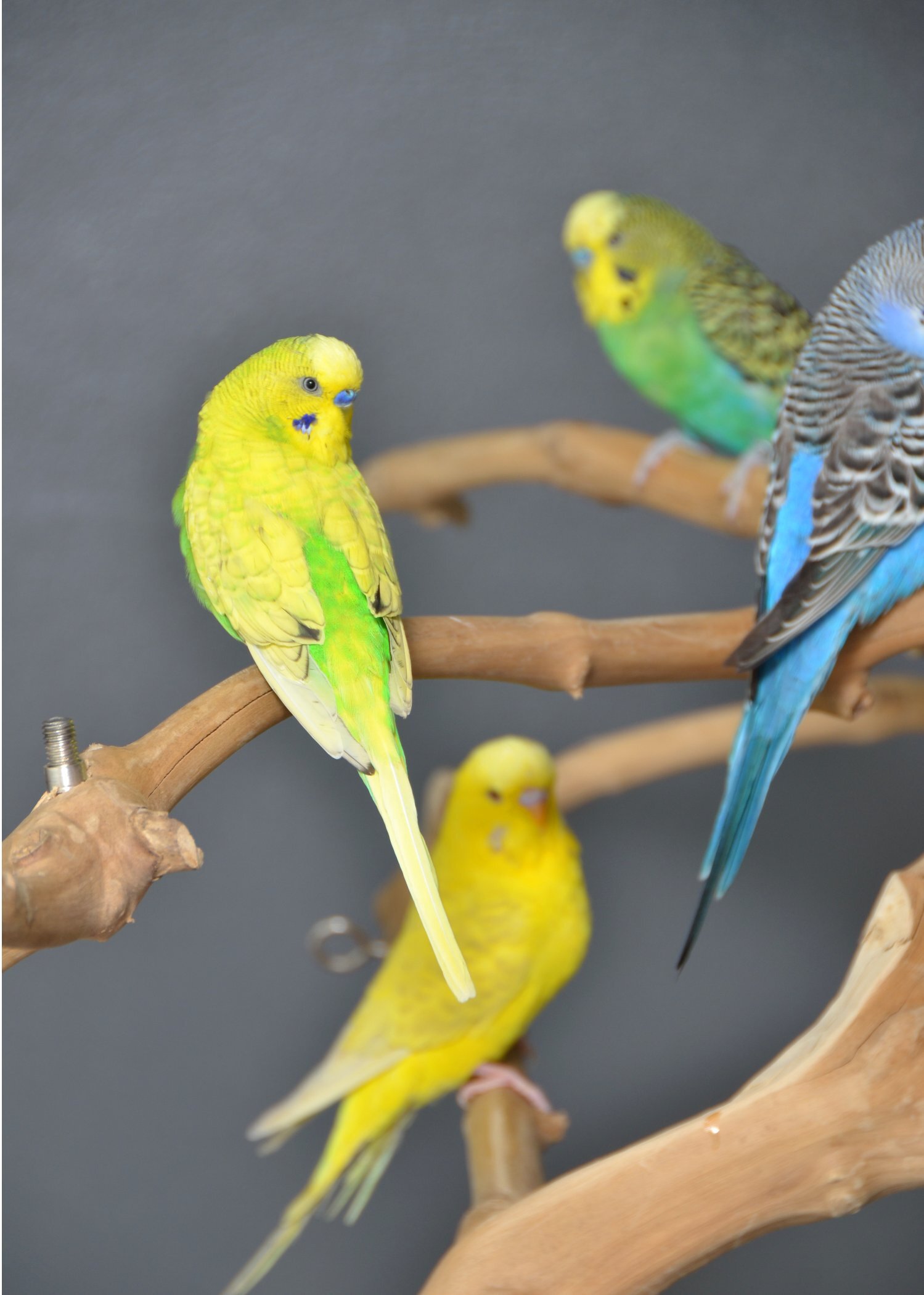 Birmingham Budgies Available. Young and adult , Mix colours