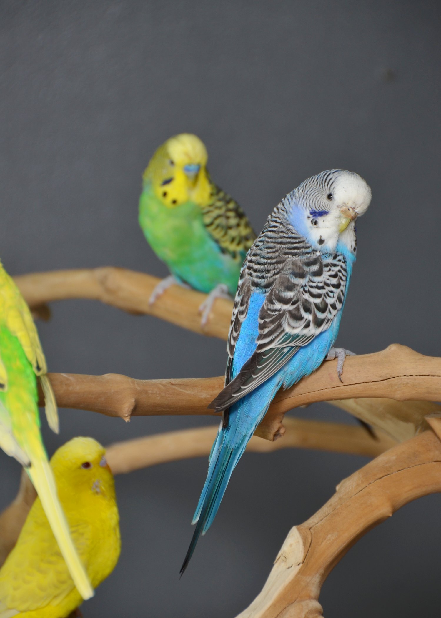 Budgies Available. Young and adult , Mix colours - Birds in Birmingham