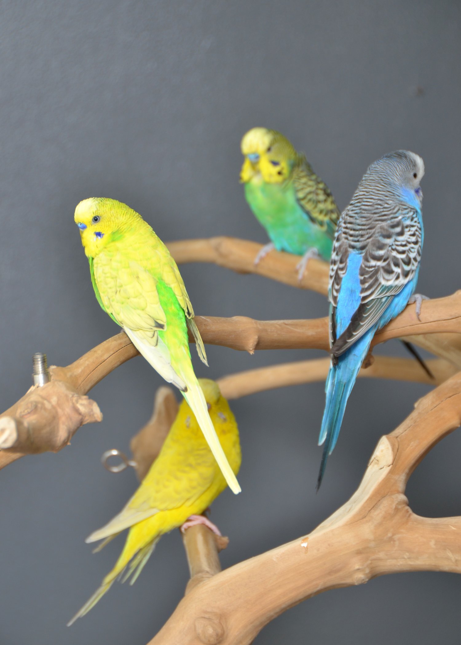 Budgies Available. Young and adult , Mix colours - Birds