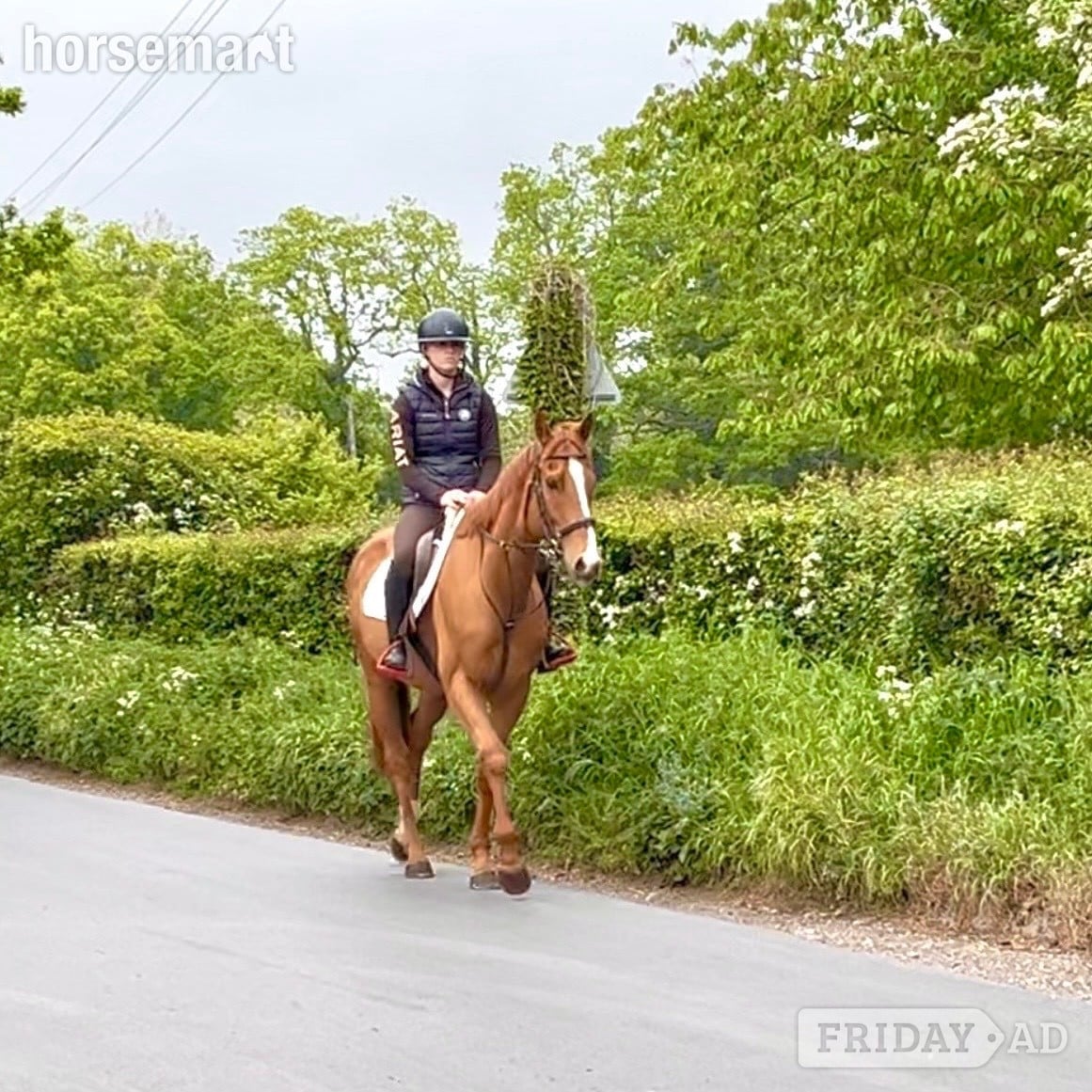 "Benny" Chestnut Gelding All Rounder in Staplehurst