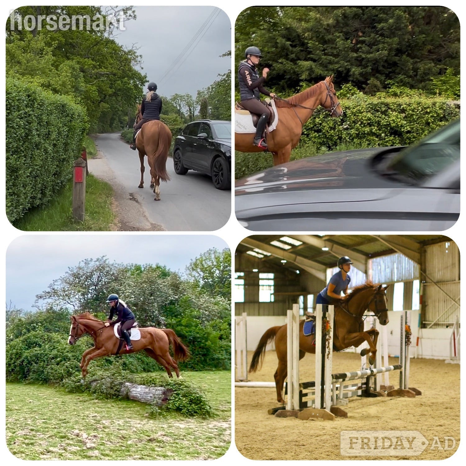 "Benny" Chestnut Gelding All Rounder - Horses in Staplehurst