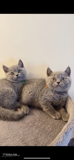 Blue Pedigree British Shorthair Kitten 