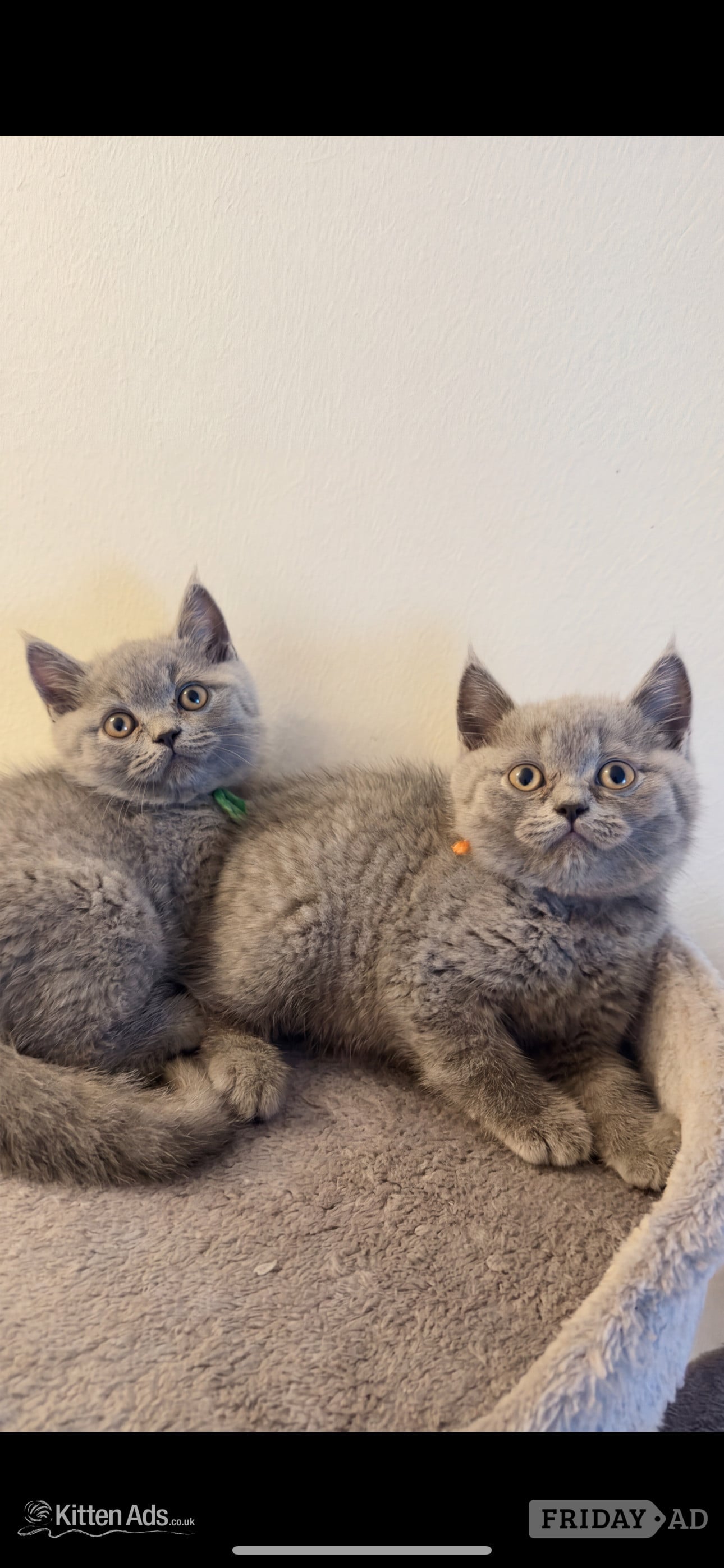 Blue Pedigree British Shorthair Kitten  in London