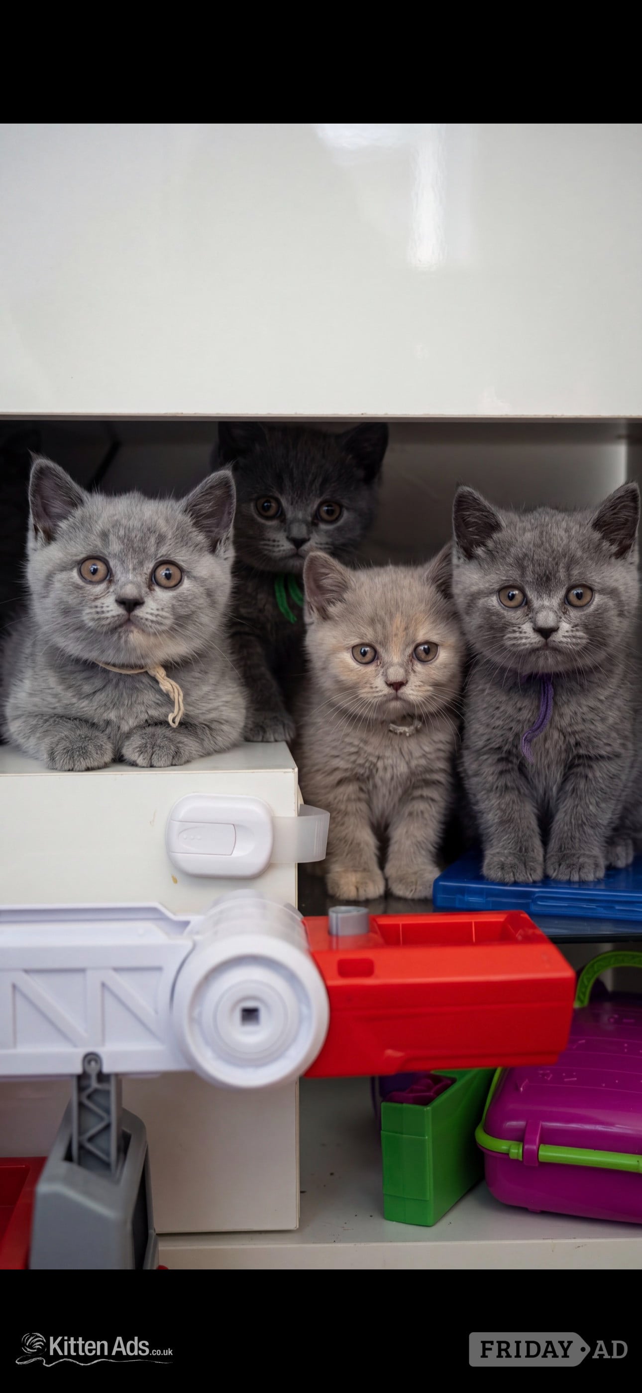 Blue Pedigree British Shorthair Kitten 