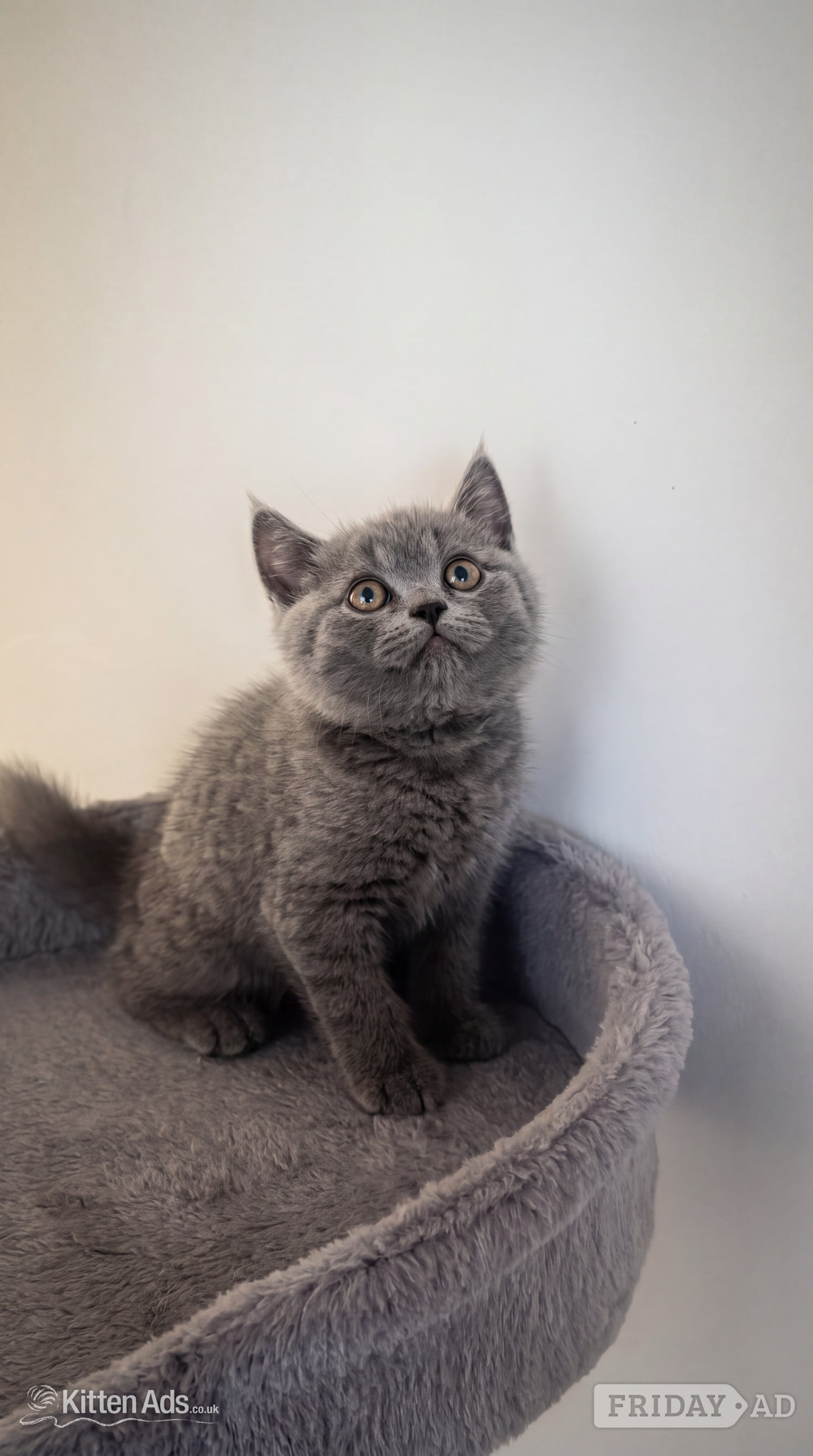 London Blue Pedigree British Shorthair Kitten 