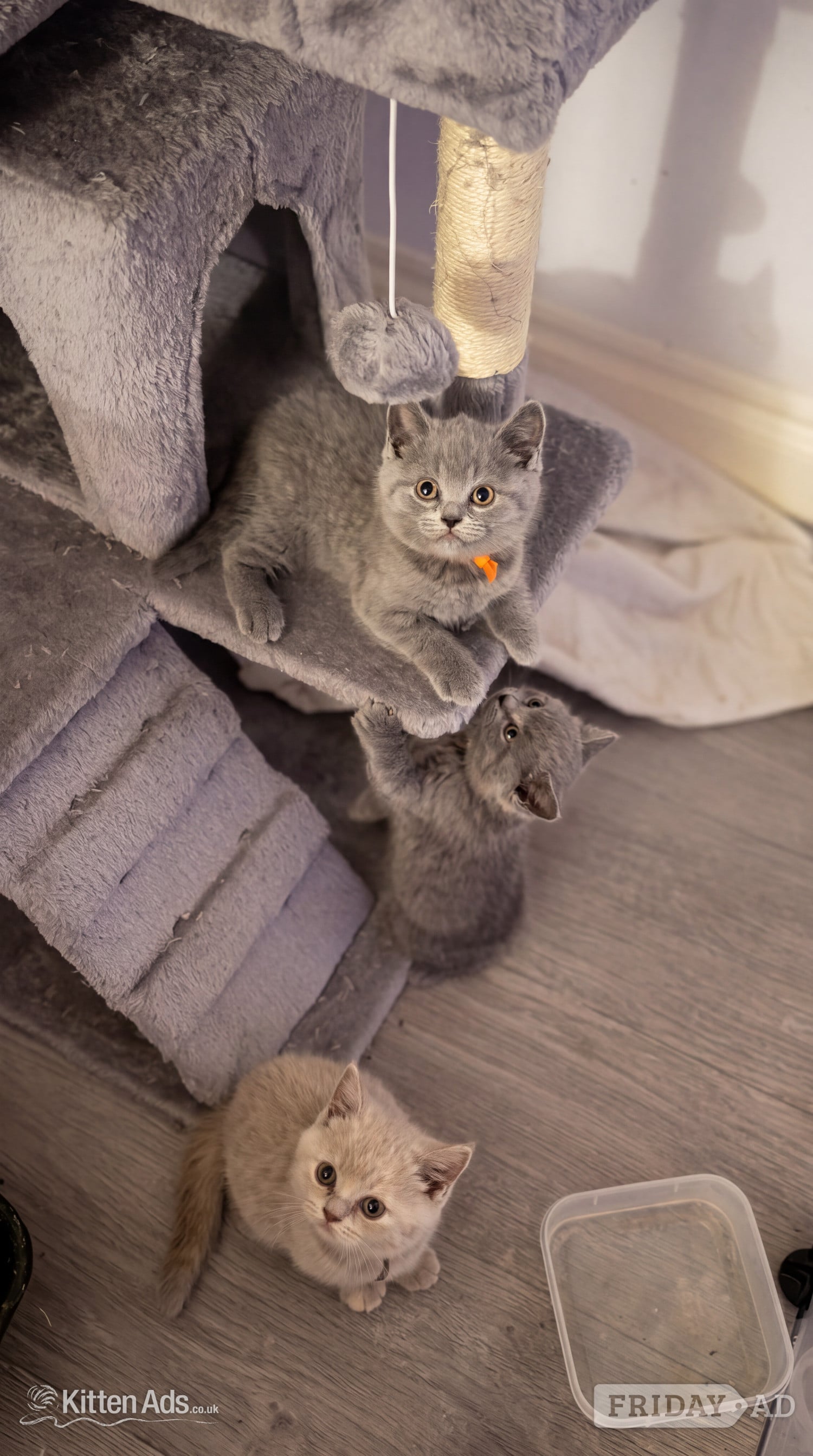 Blue Pedigree British Shorthair Kitten  - Cats & Kittens in London