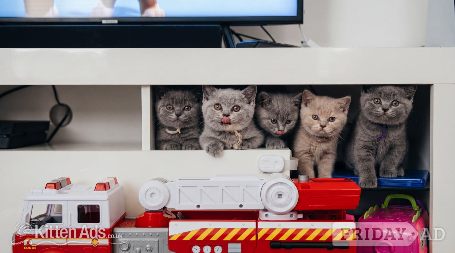 Blue Pedigree British Shorthair Kitten  - Cats & Kittens