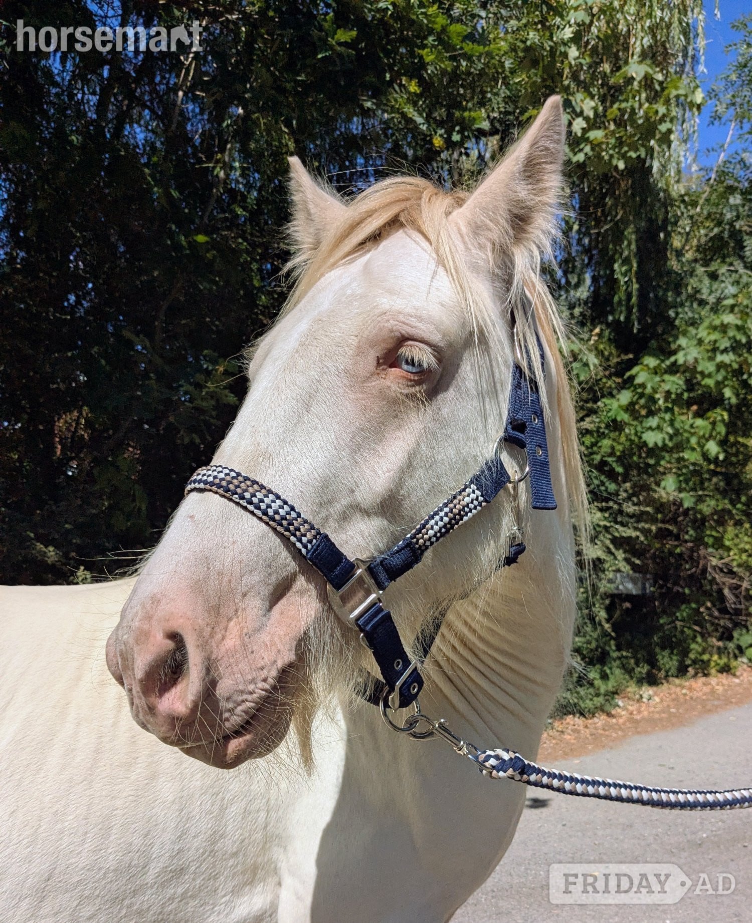 "Prince" Cremello Colt Cob/Heavy Horse in Reading