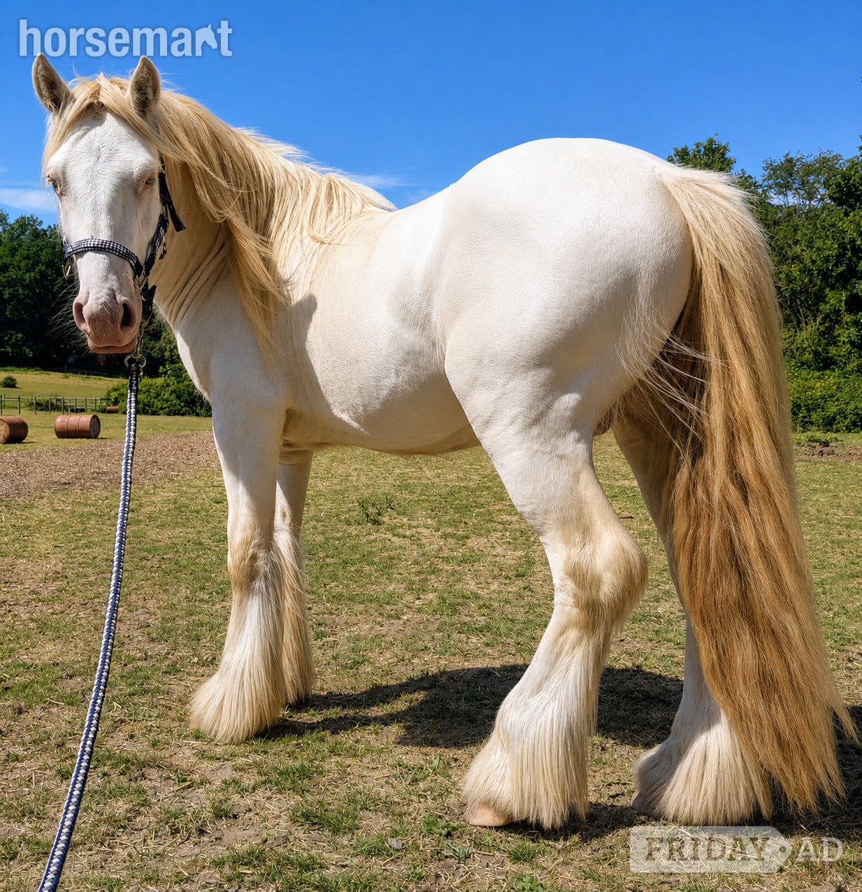 "Prince" Cremello Colt Cob/Heavy Horse