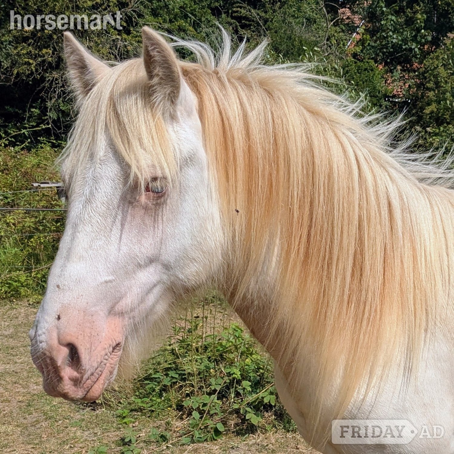 Reading "Prince" Cremello Colt Cob/Heavy Horse