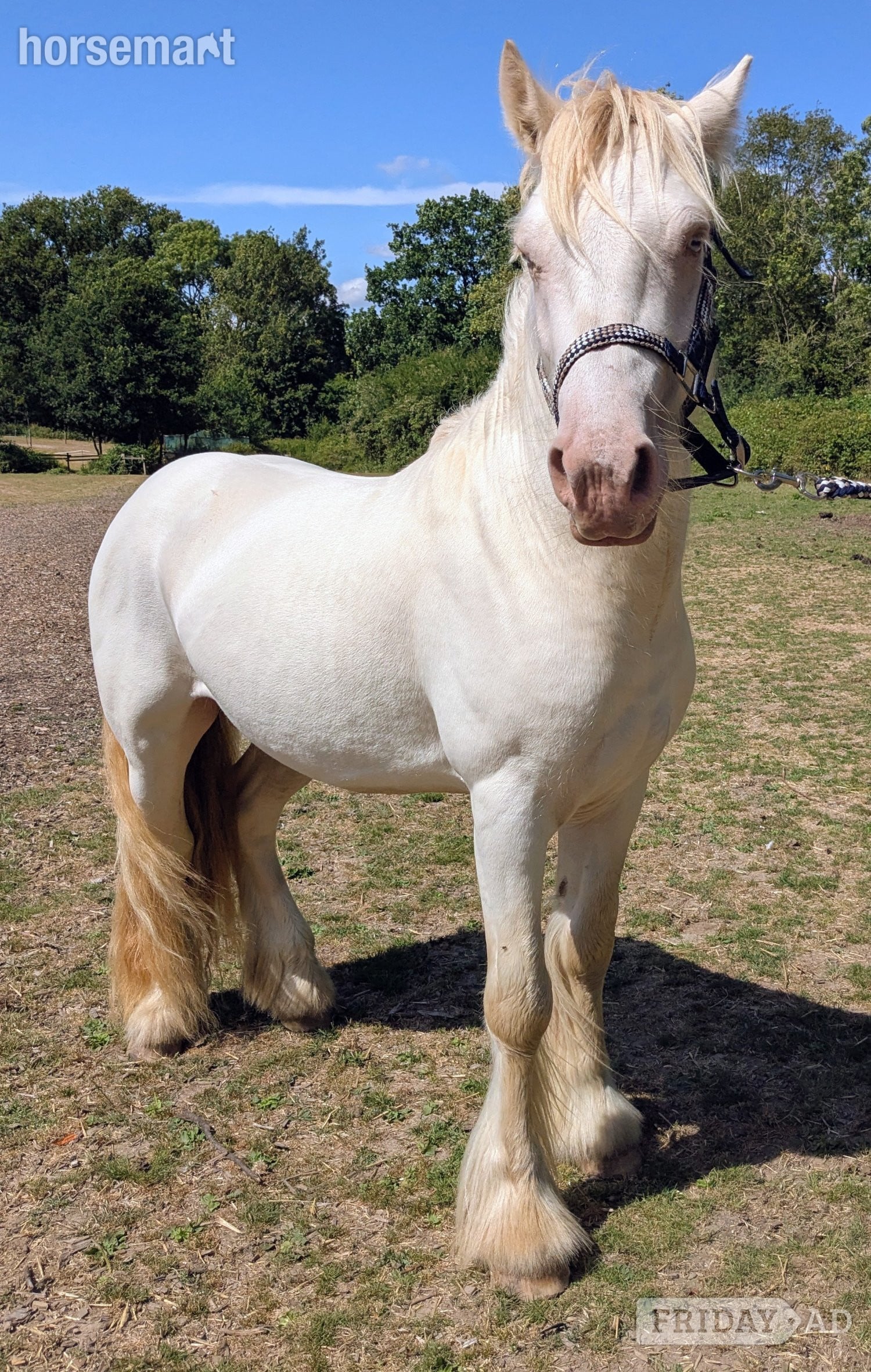 "Prince" Cremello Colt Cob/Heavy Horse - Horses in Reading