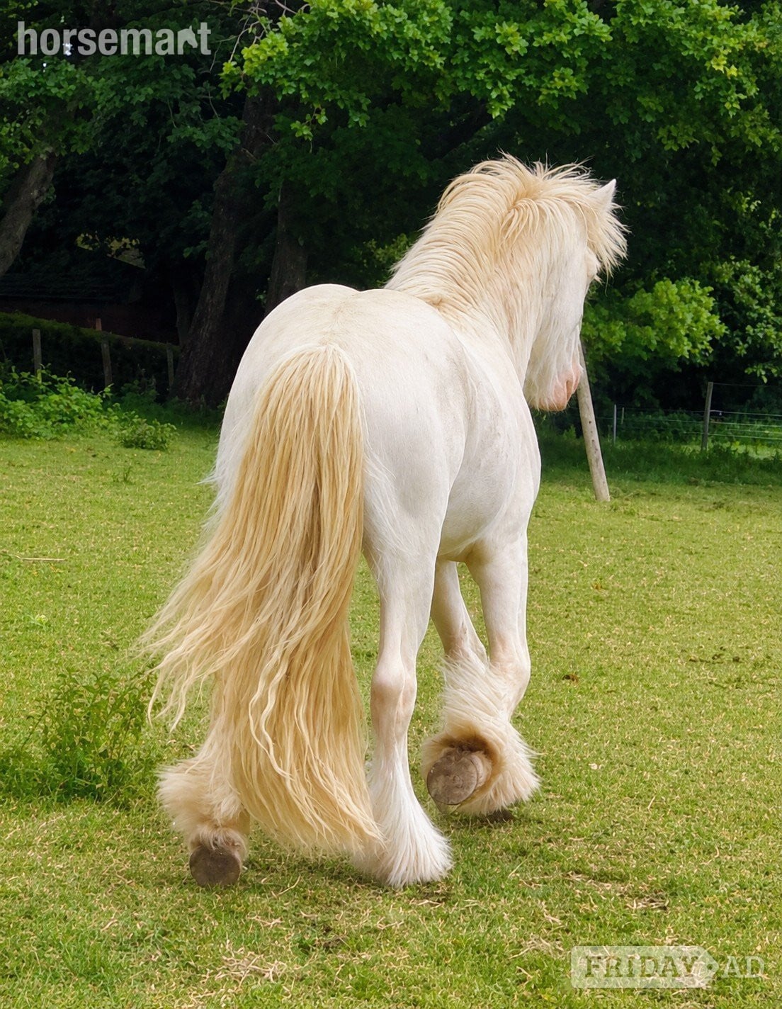"Prince" Cremello Colt Cob/Heavy Horse - Horses