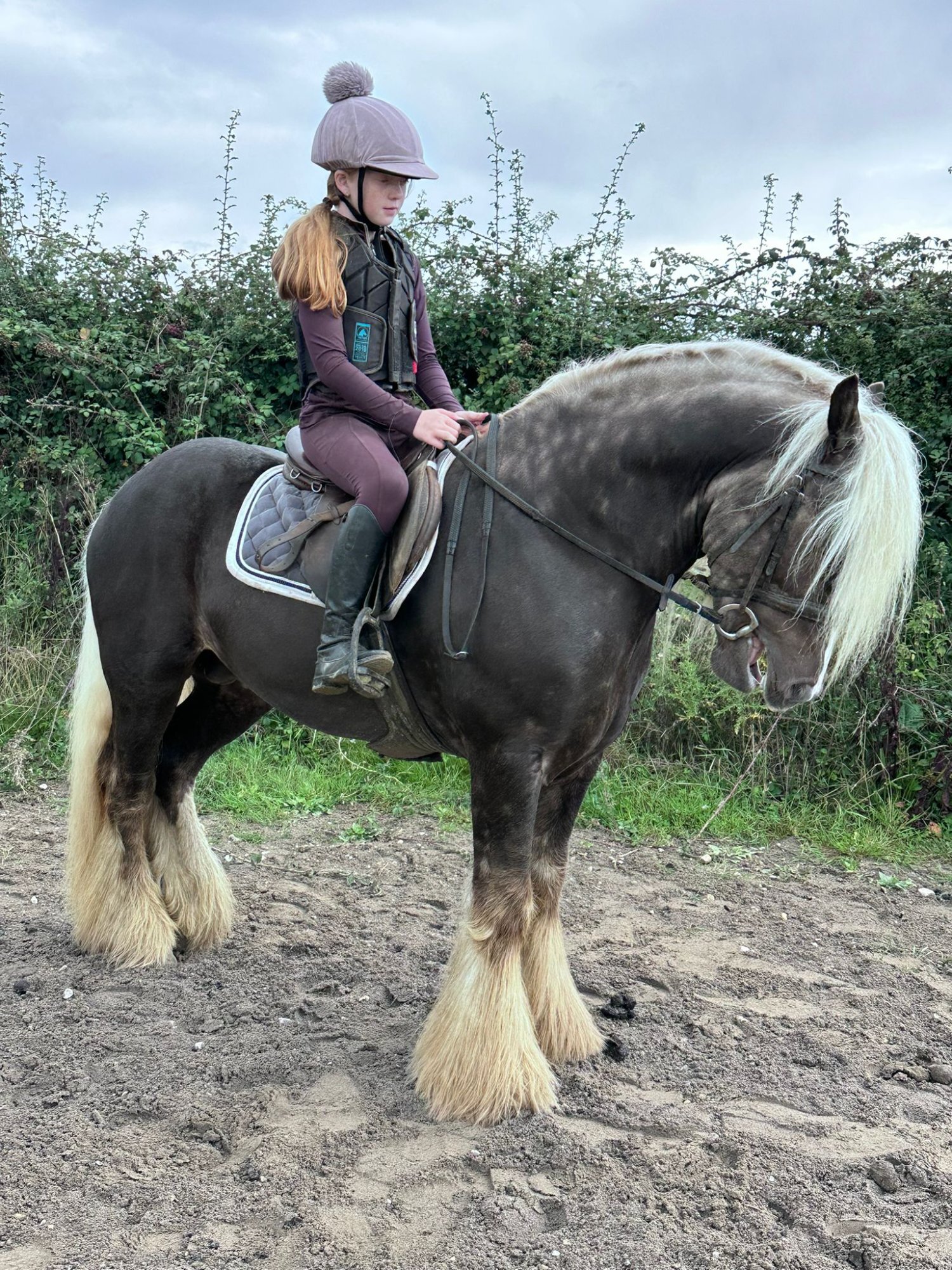 "Silver Hill" Silver Dun Stallion Cob/Heavy Horse
