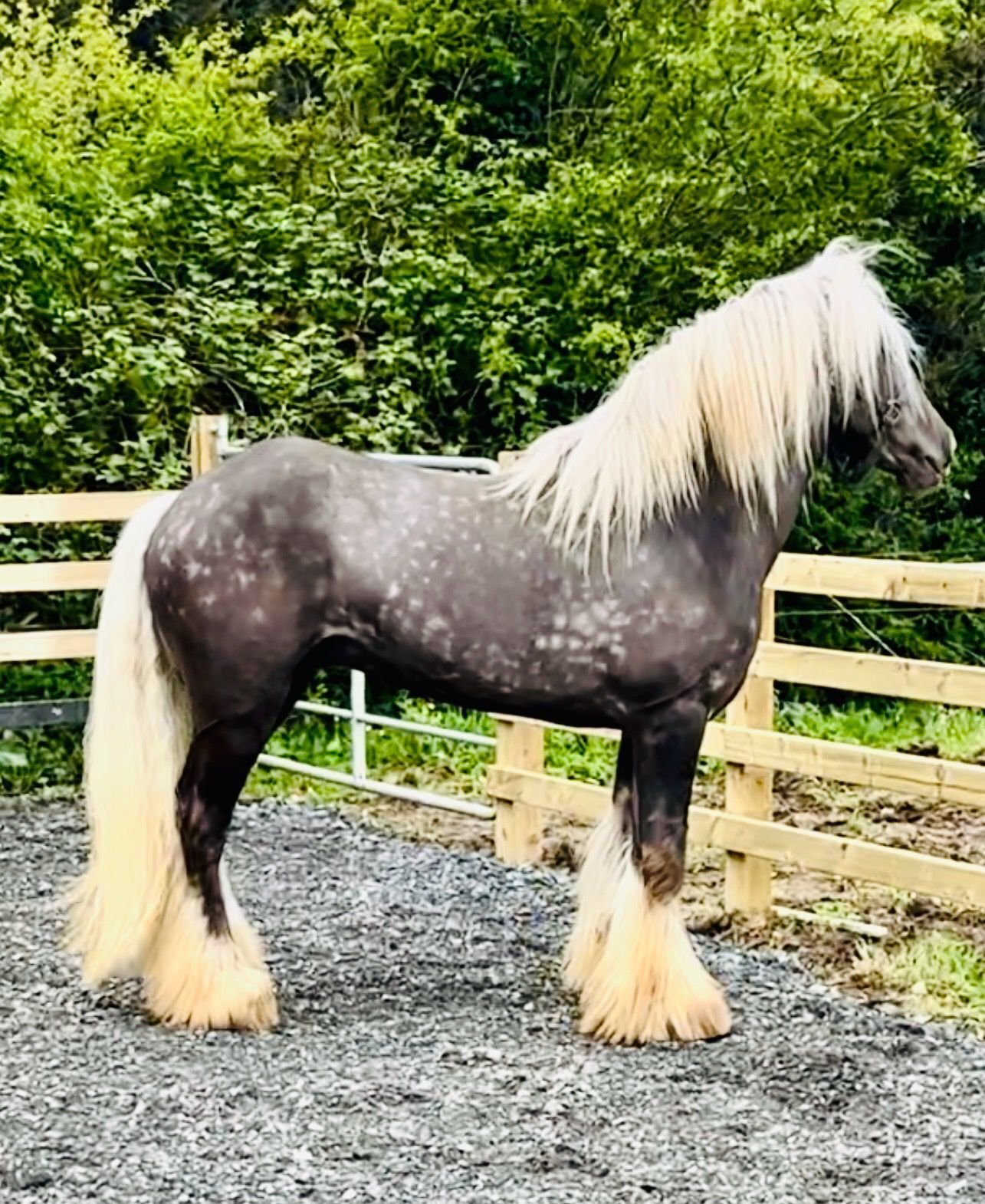 Athlone "Silver Hill" Silver Dun Stallion Cob/Heavy Horse