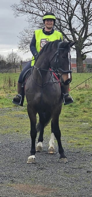 "Polly" Bay Mare All Rounder