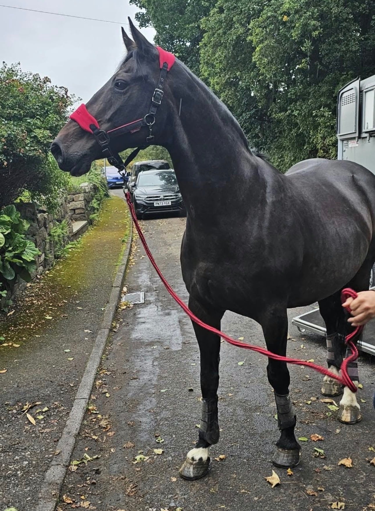 "Polly" Bay Mare All Rounder