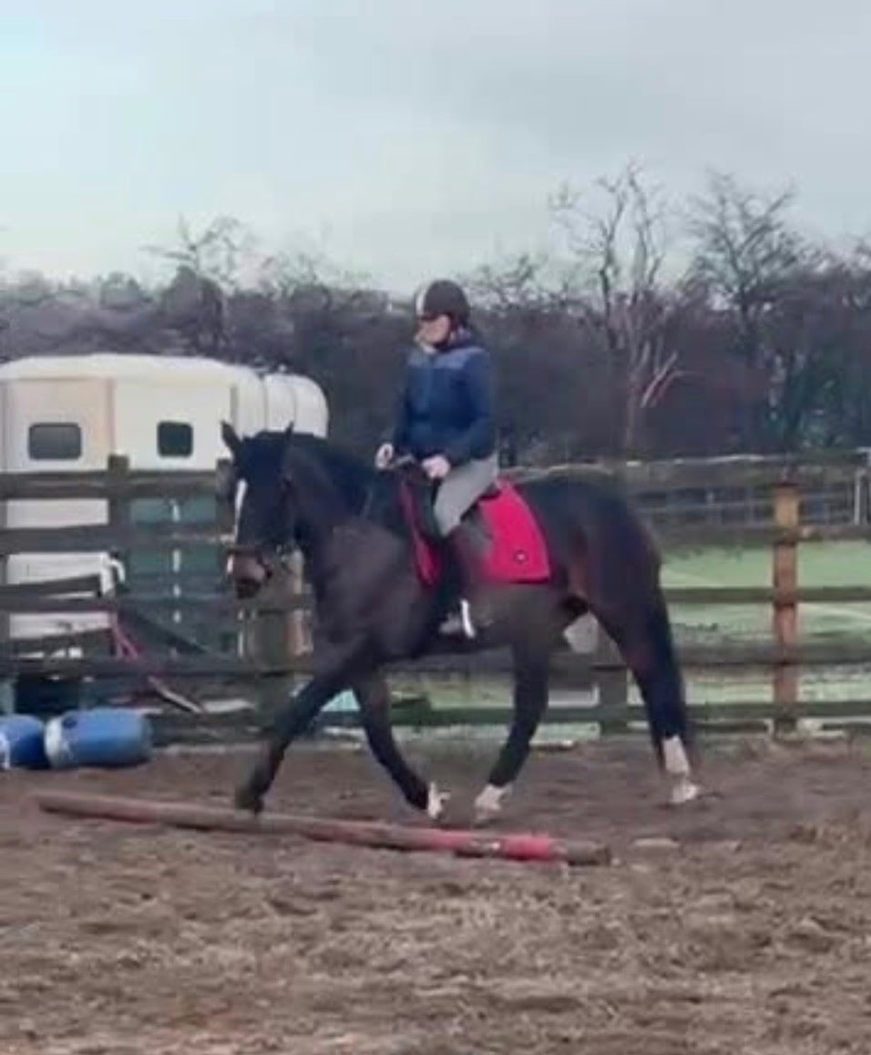 Chorley "Polly" Bay Mare All Rounder