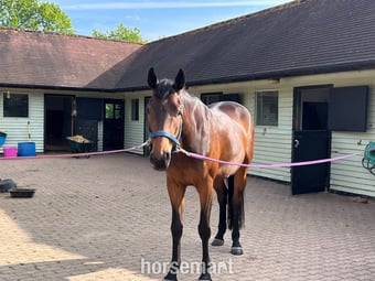 "Orchid Legend" Bay Mare Young Sport Horse