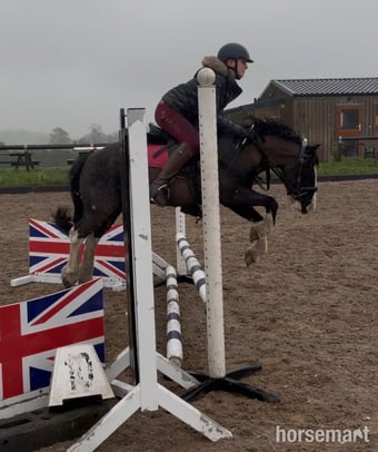 "Bolt" Piebald Gelding All Rounder