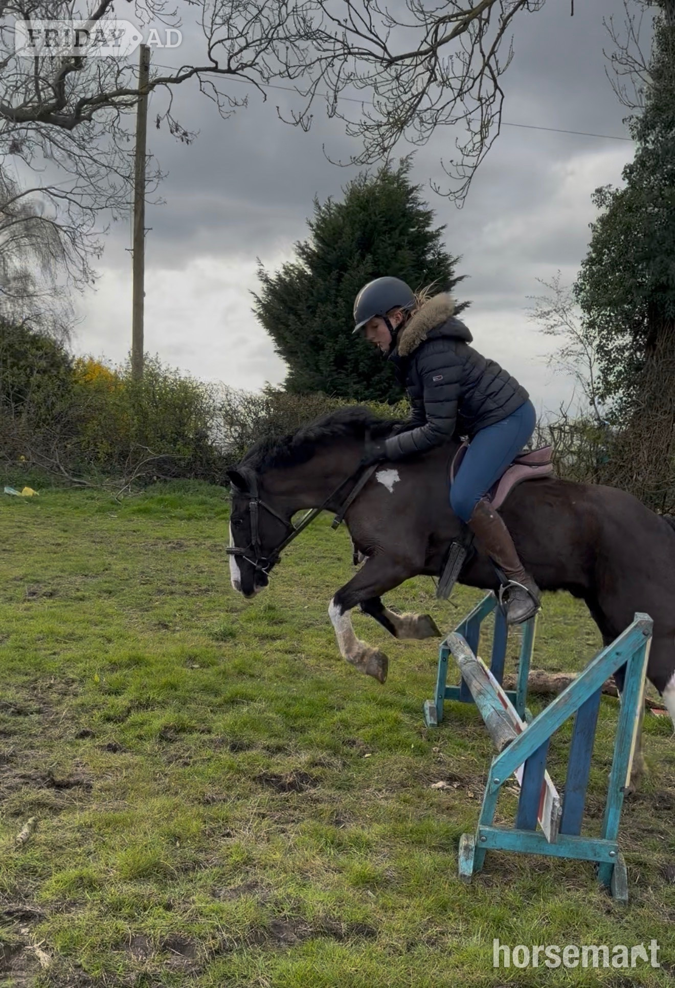 "Bolt" Piebald Gelding All Rounder - Horses