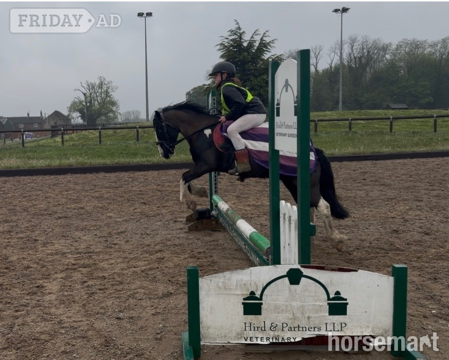 "Bolt" Piebald Gelding All Rounder