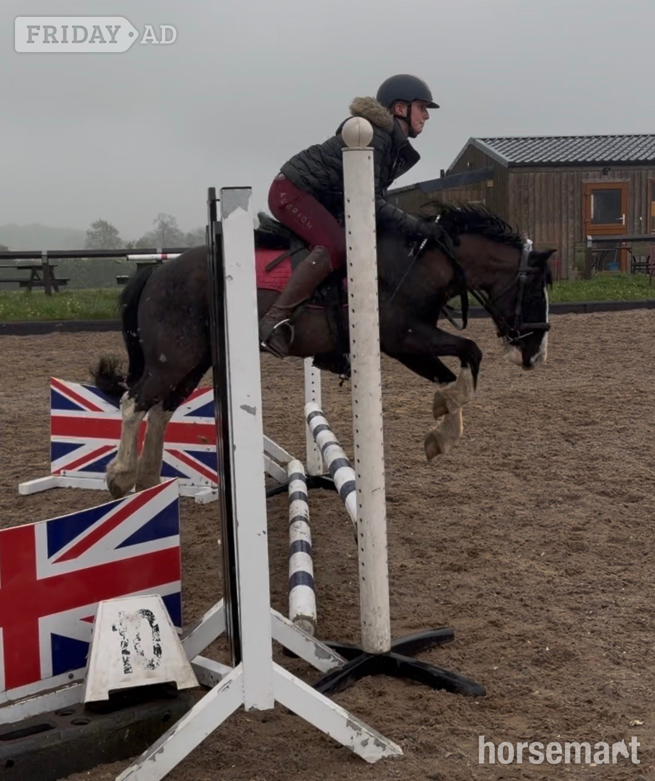 "Bolt" Piebald Gelding All Rounder in Chesterfield