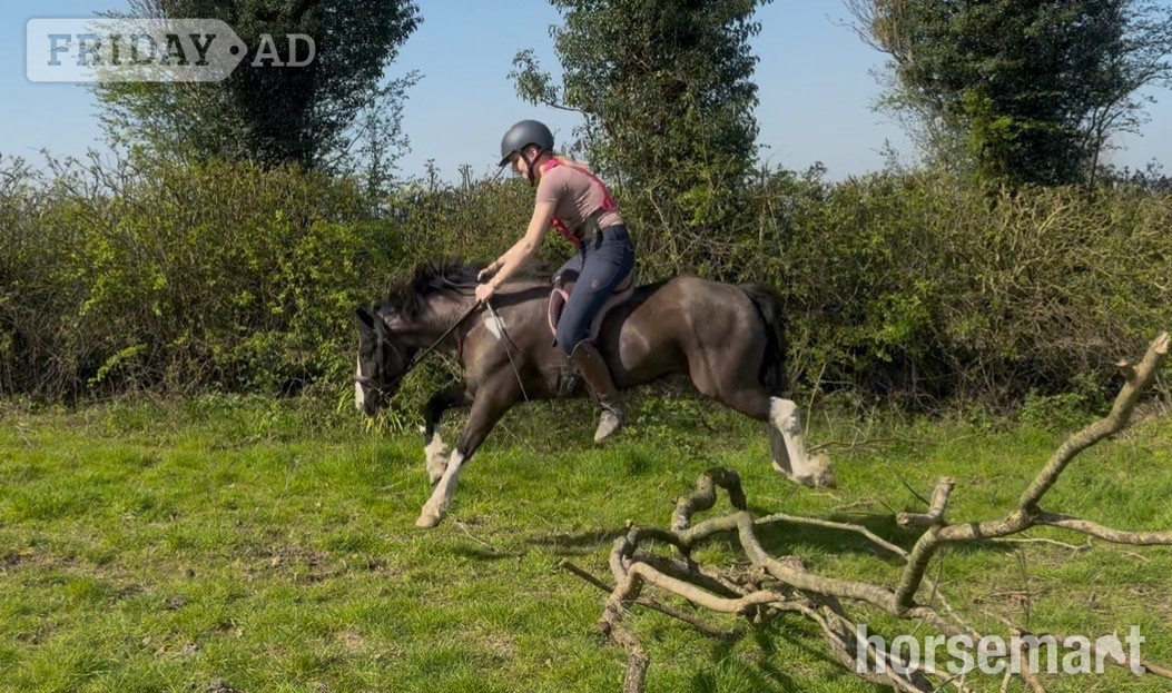 "Bolt" Piebald Gelding All Rounder - Horses in Chesterfield