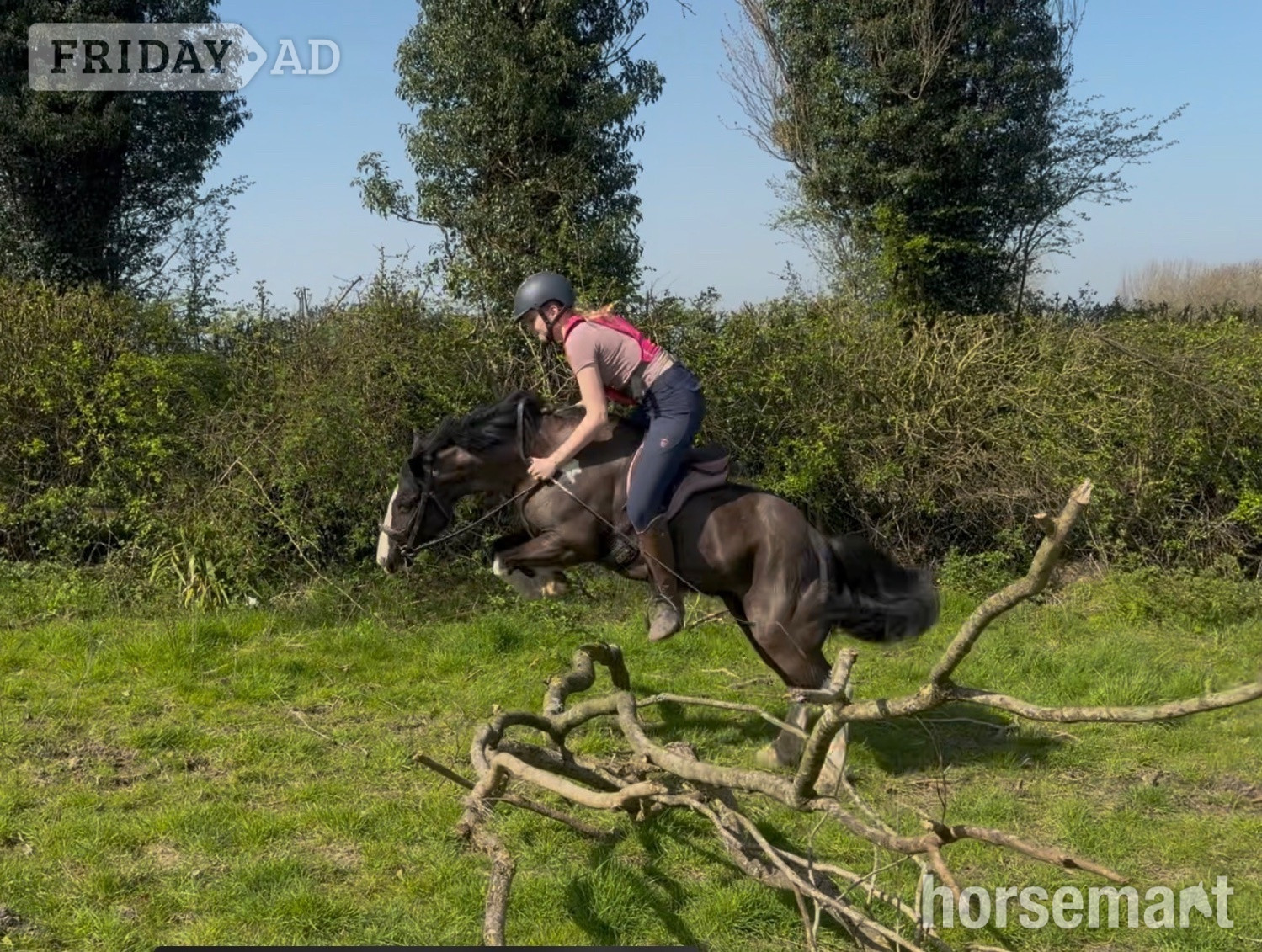 Chesterfield "Bolt" Piebald Gelding All Rounder