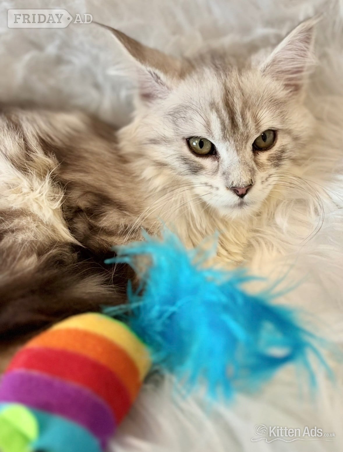 Maine coon silver tabby kitten Lovely fluffy large cats in Llanelli