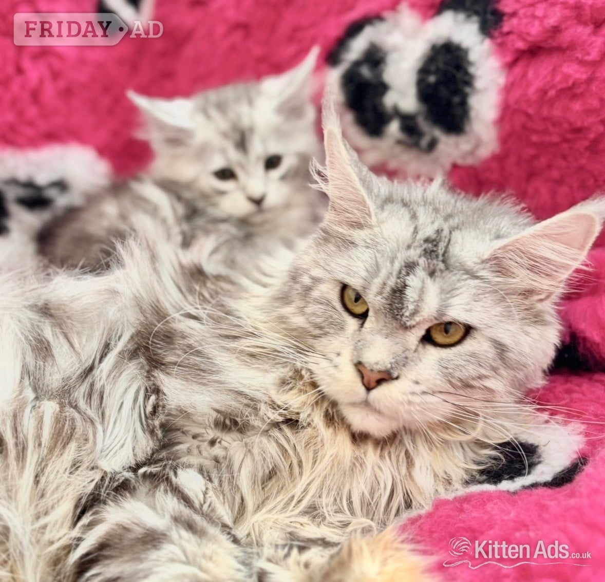 Llanelli Maine coon silver tabby kitten Lovely fluffy large cats