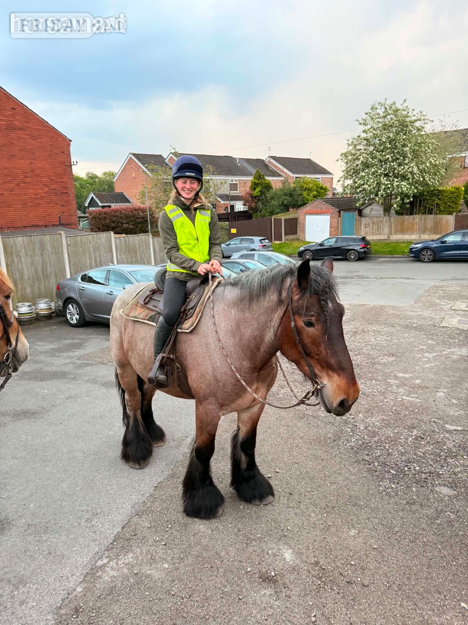 "Cedar" Bay Roan Gelding Cob/Heavy Horse in Wigan