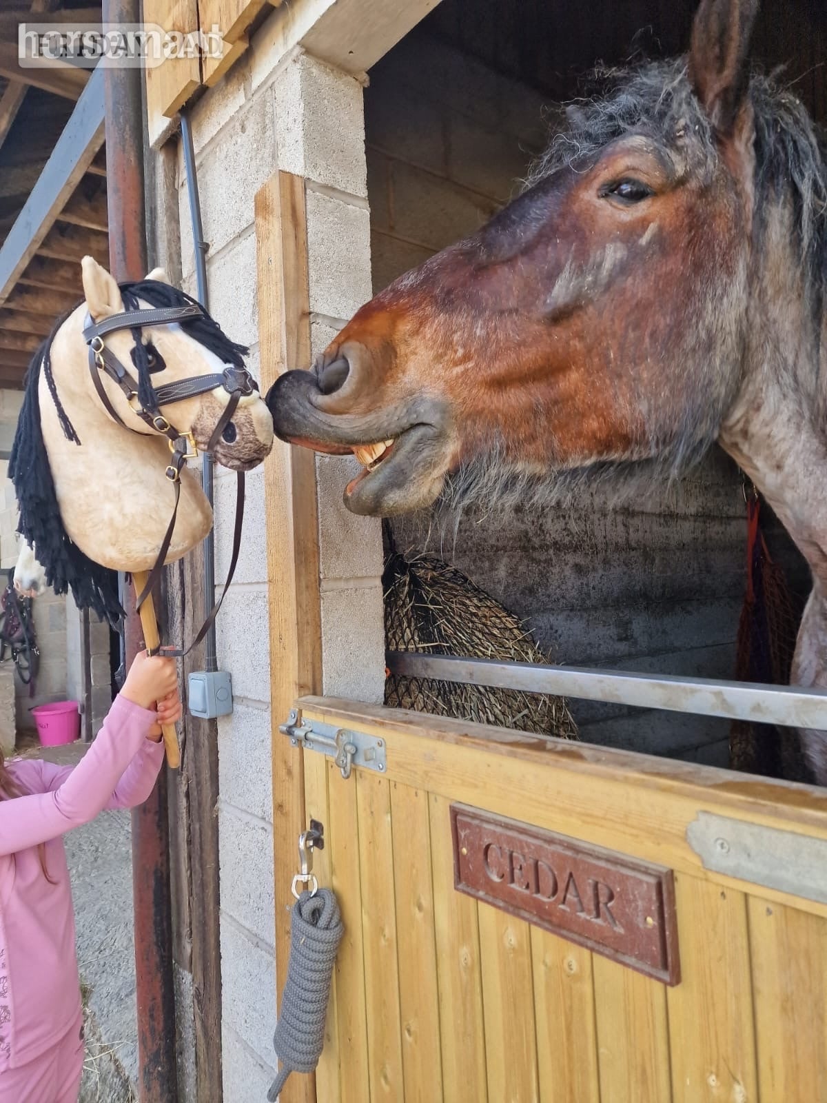 Wigan "Cedar" Bay Roan Gelding Cob/Heavy Horse