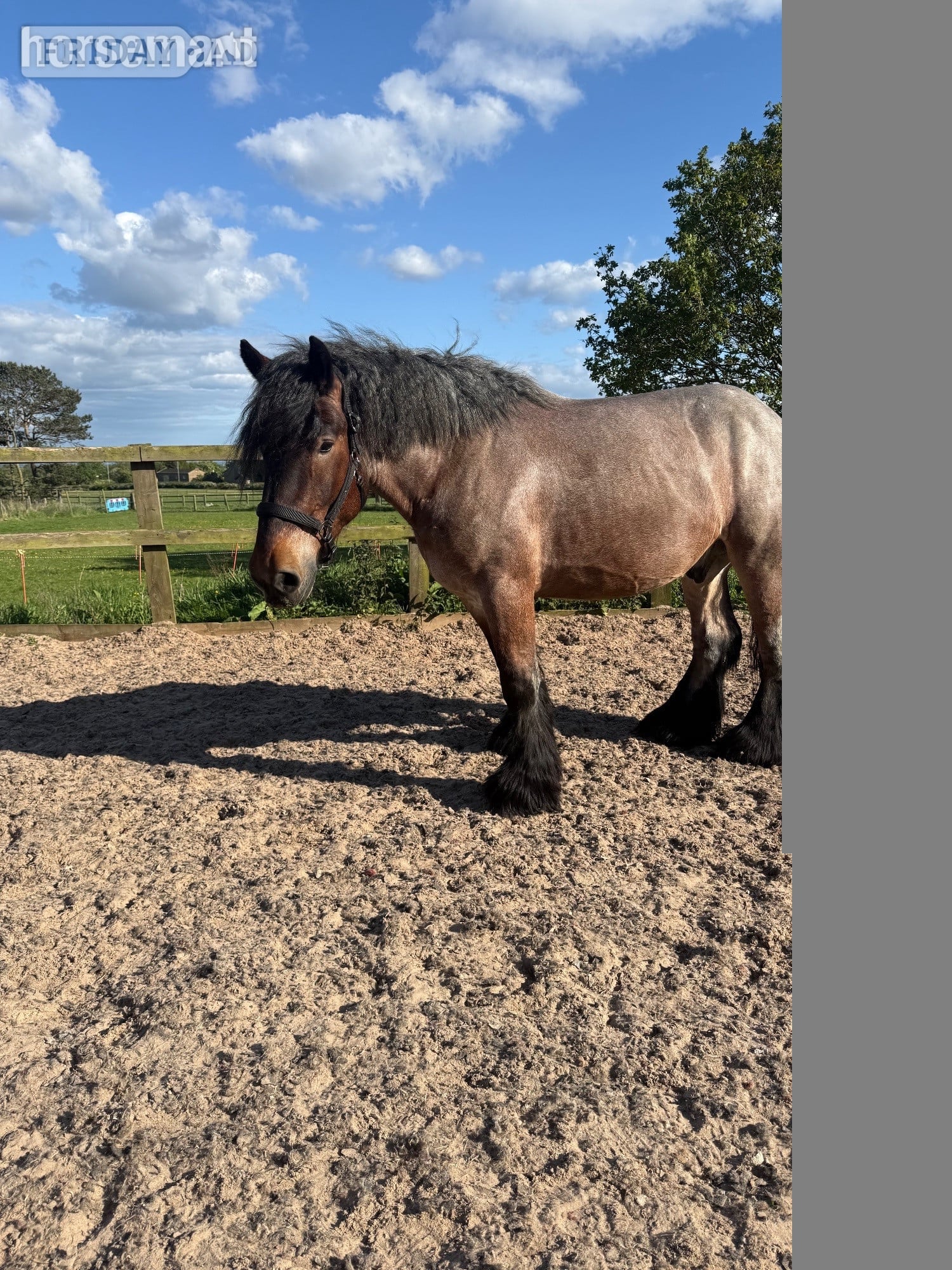Wigan "Cedar" Bay Roan Gelding Cob/Heavy Horse