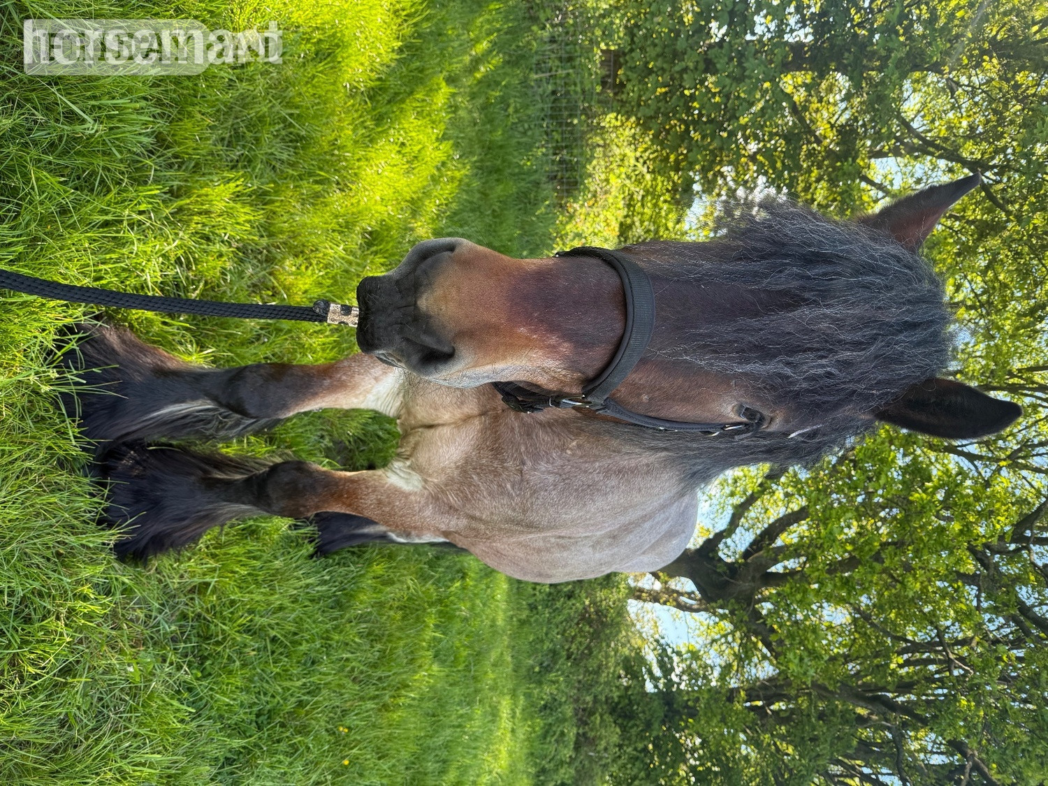 "Cedar" Bay Roan Gelding Cob/Heavy Horse - Horses in Wigan