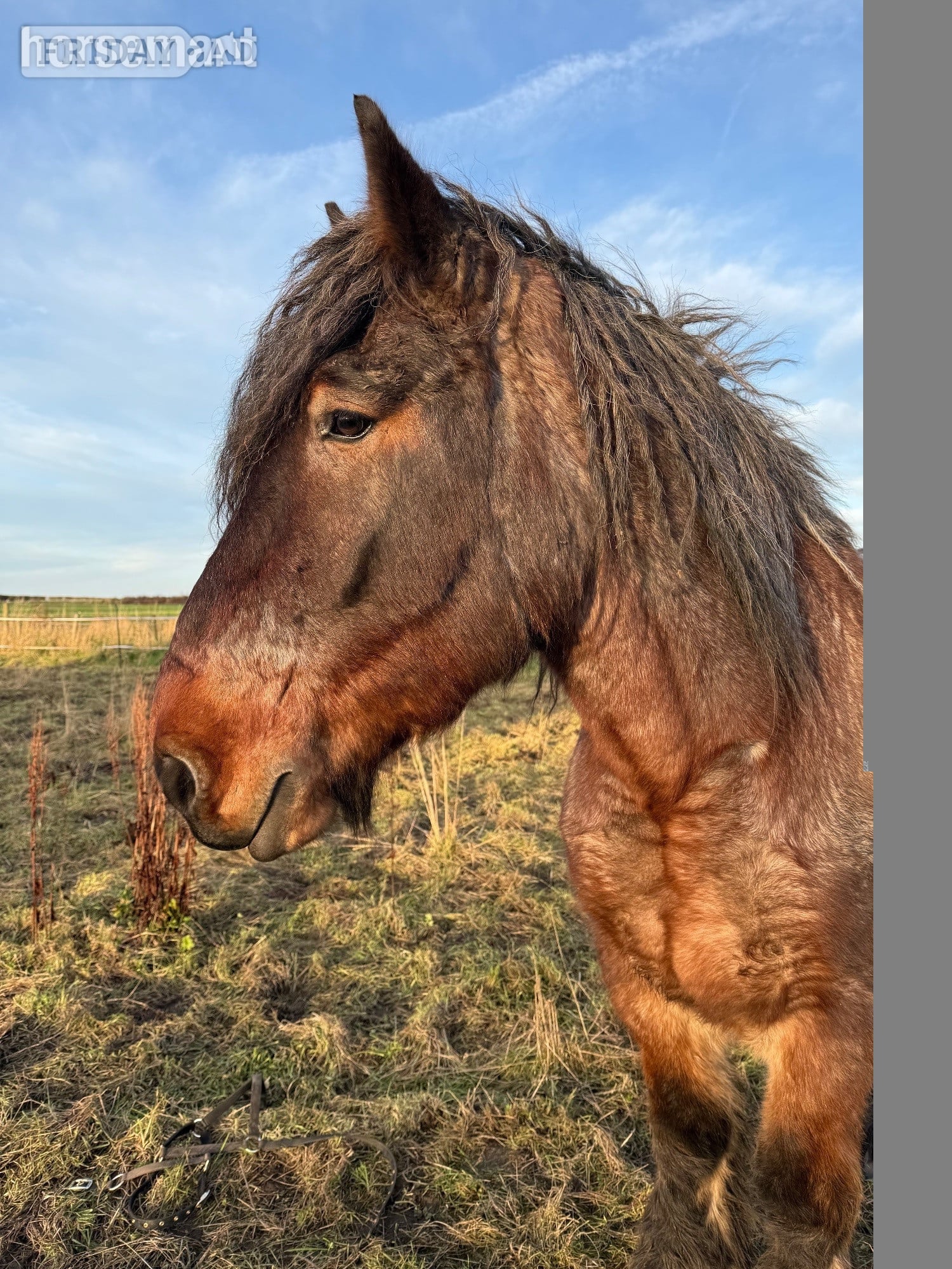 "Cedar" Bay Roan Gelding Cob/Heavy Horse -  in Wigan