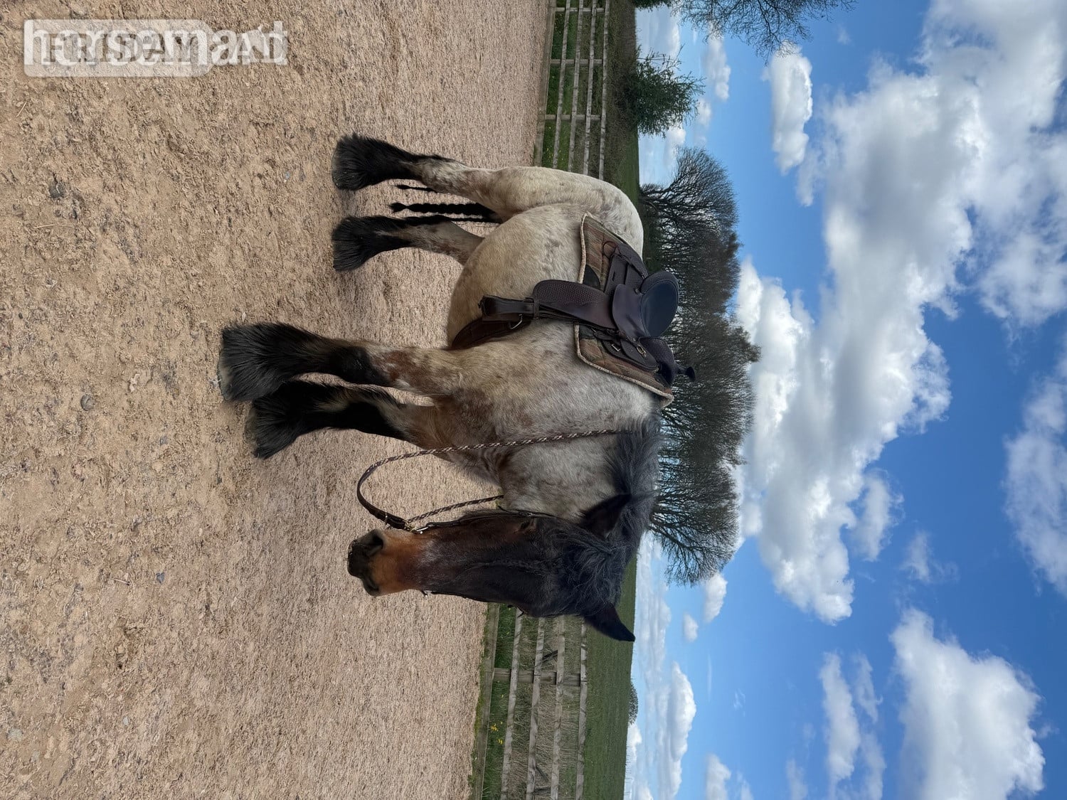 "Cedar" Bay Roan Gelding Cob/Heavy Horse - Horses