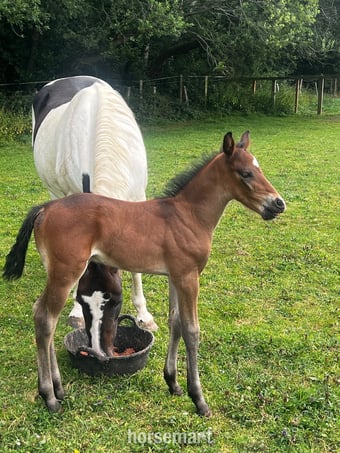 "Dallas" Brown Colt Youngstock / Foal