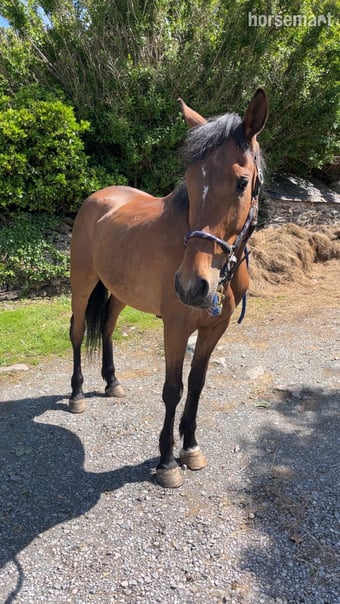 "Marley" Bay Mare All Rounder