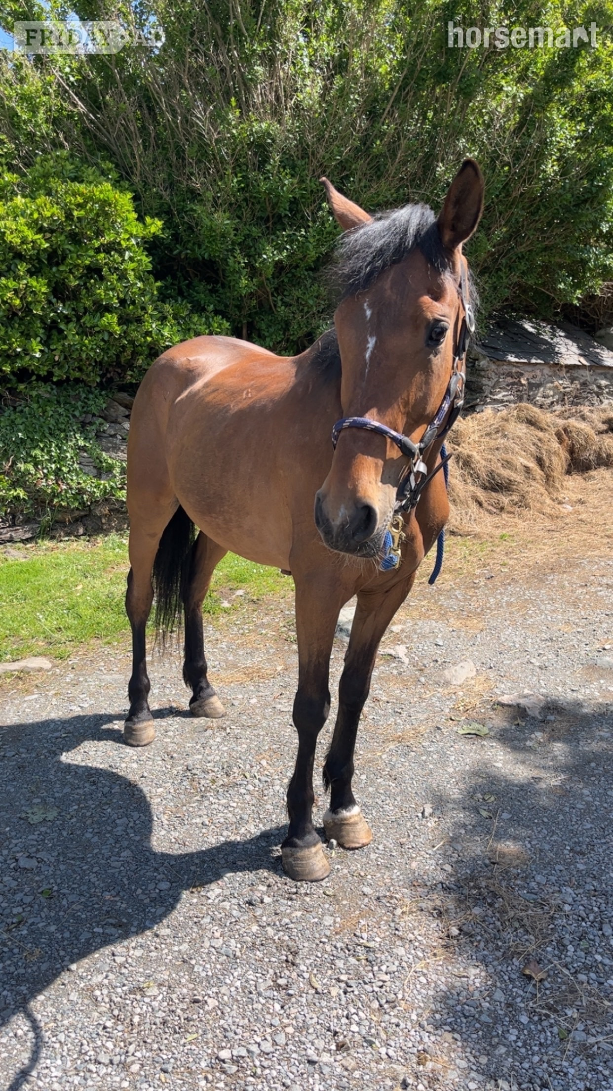 "Marley" Bay Mare All Rounder in Cemaes