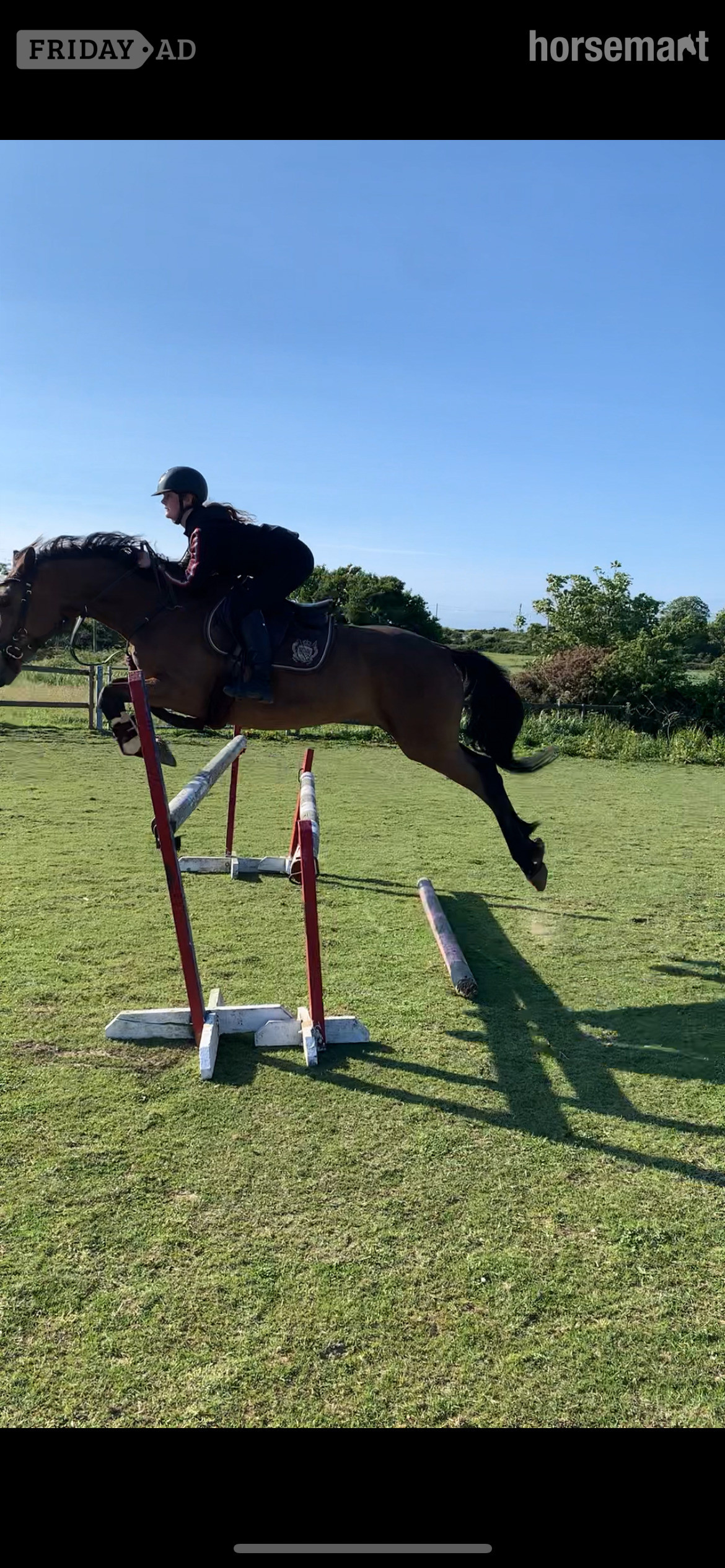 "Marley" Bay Mare All Rounder