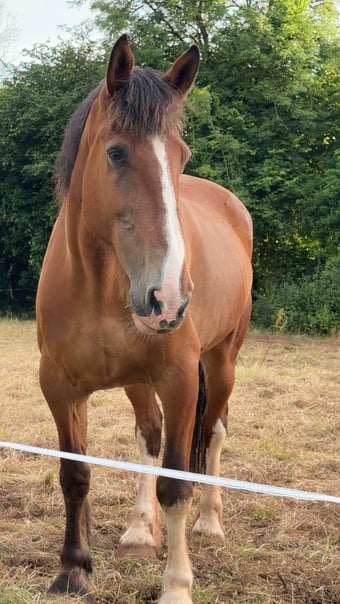 "Angus The First" Bay Gelding Cob/Heavy Horse