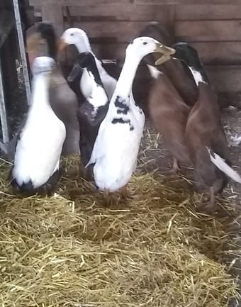 Crested Indian Runner Ducklings
