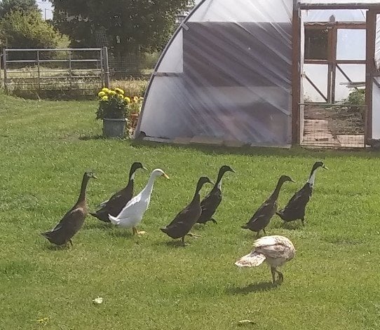 Crested Indian Runner Ducklings