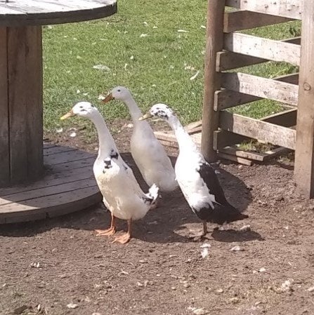 Ramsey St. Mary's Crested Indian Runner Ducklings