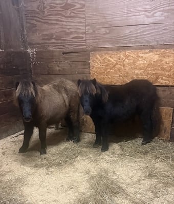 "Biscuit &amp; Button"  Filly Miniature Horse