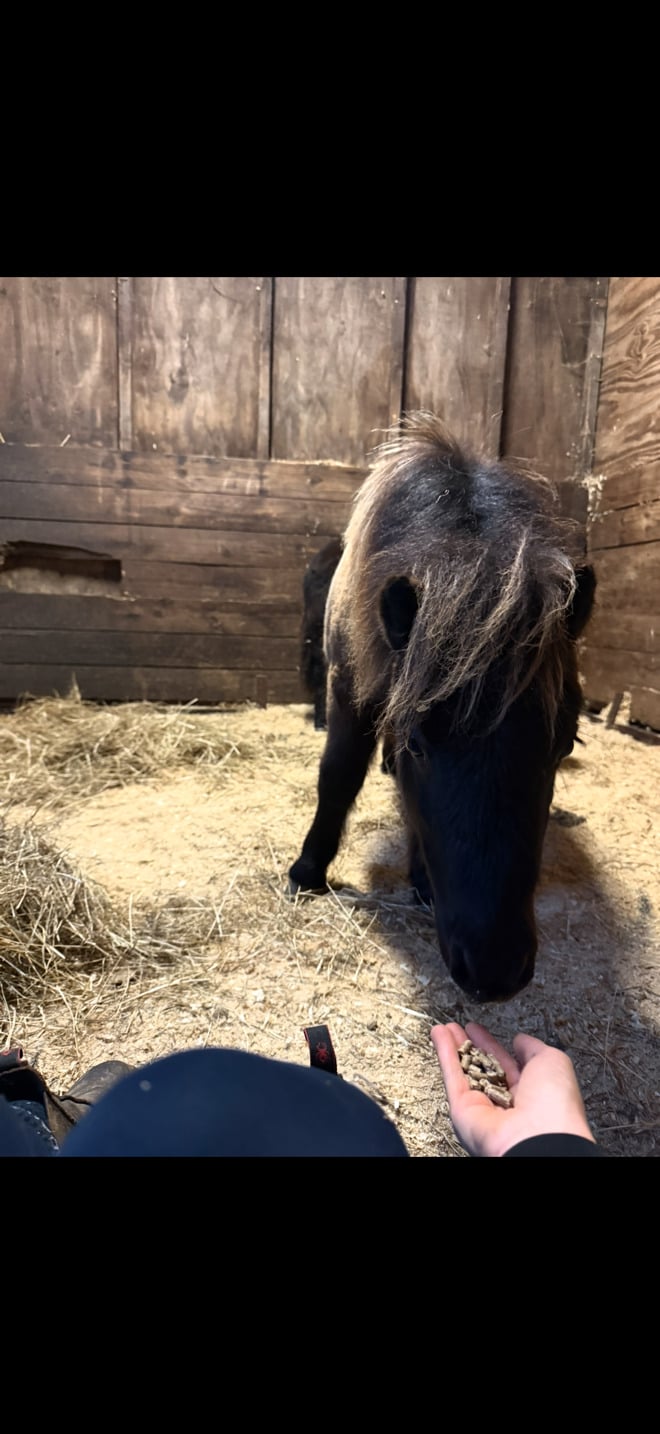 "Biscuit &amp; Button"  Filly Miniature Horse