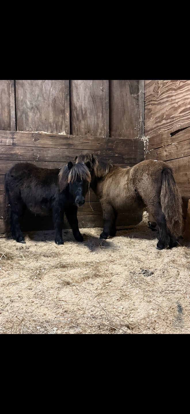 Staplehurst "Biscuit &amp; Button"  Filly Miniature Horse