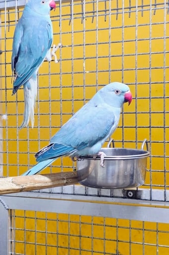 Baby Ring Neck Taking Parrots Male and female 