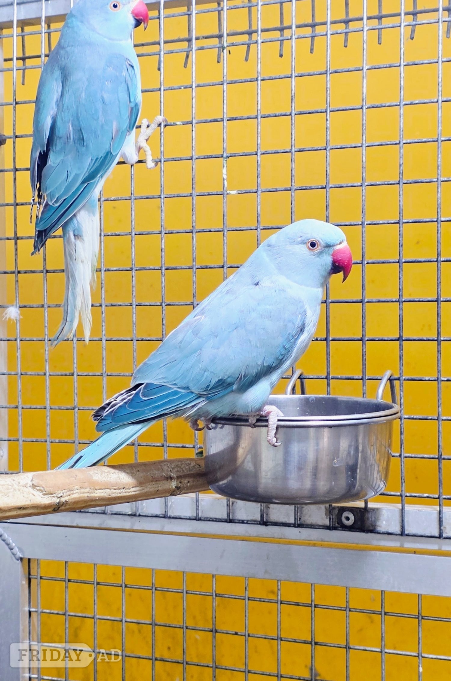 Baby Ring Neck Taking Parrots Male and female  in Birmingham