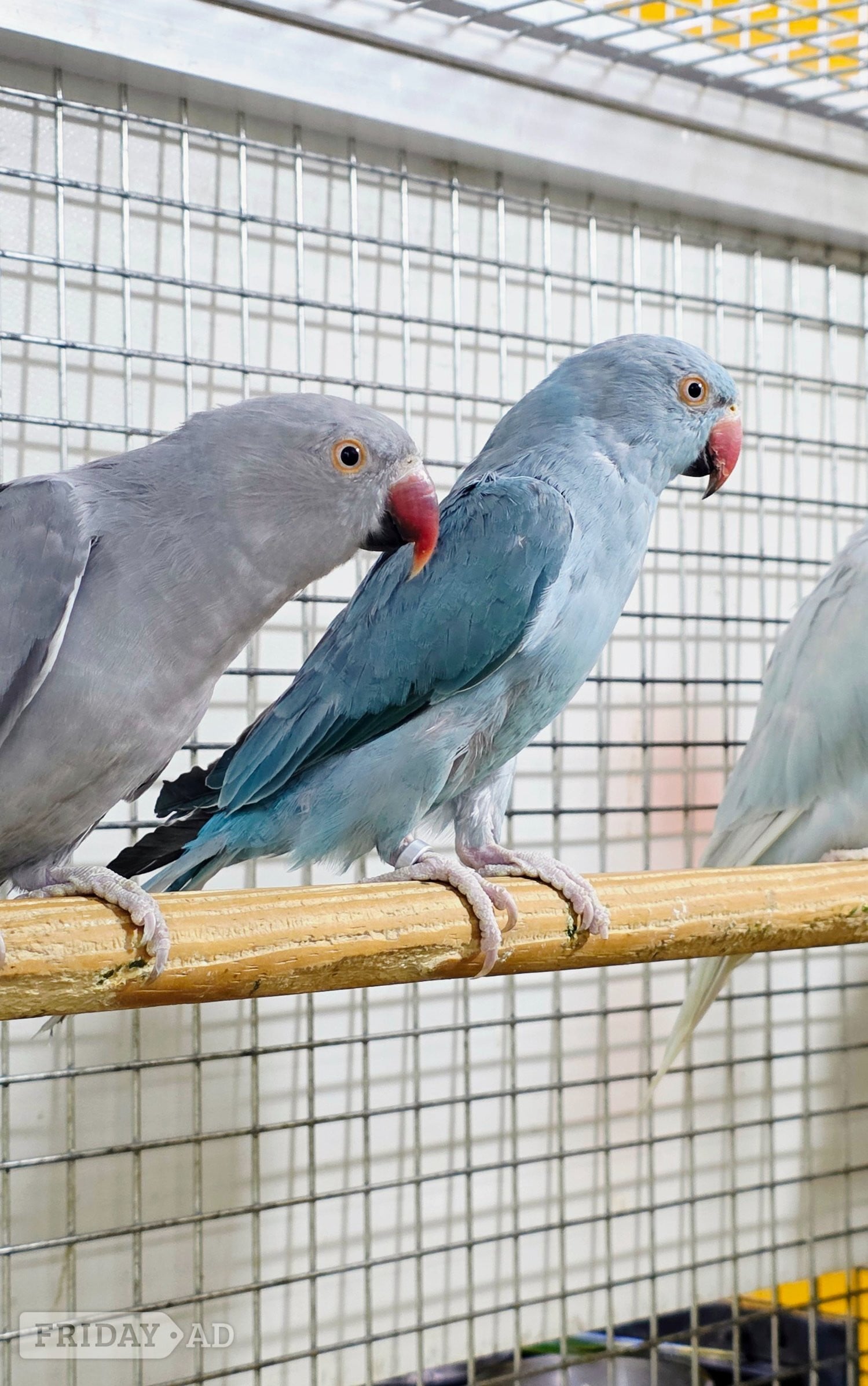 Baby Ring Neck Taking Parrots Male and female 